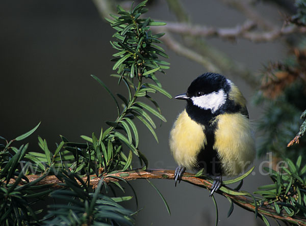 Kohlmeise (Parus major)