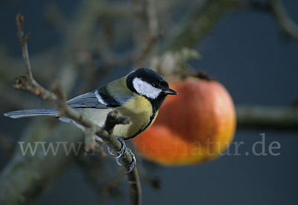 Kohlmeise (Parus major)