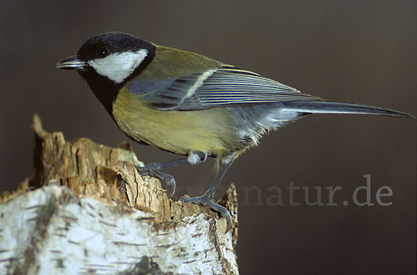 Kohlmeise (Parus major)