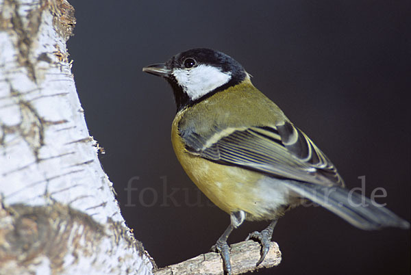 Kohlmeise (Parus major)