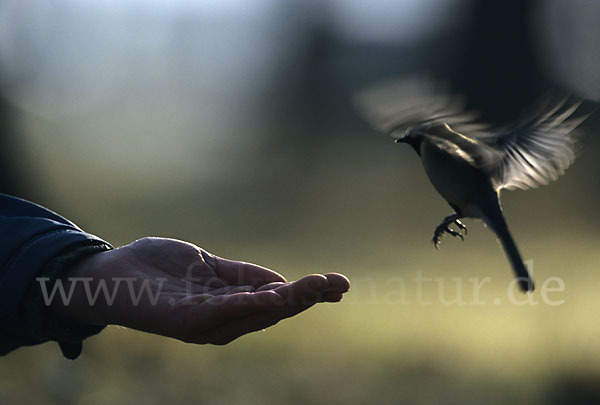 Kohlmeise (Parus major)