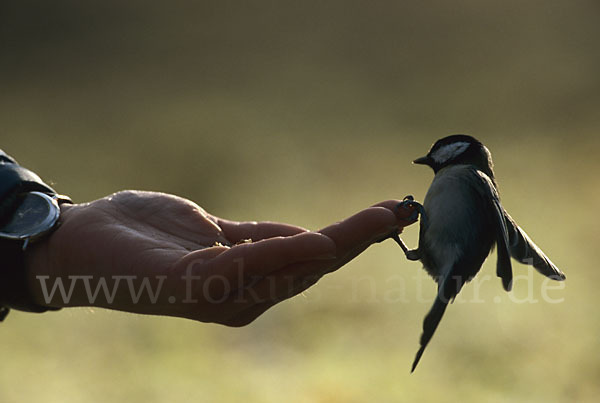 Kohlmeise (Parus major)