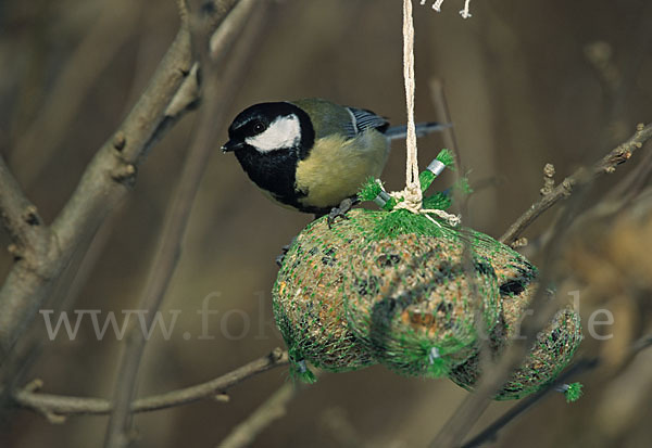 Kohlmeise (Parus major)