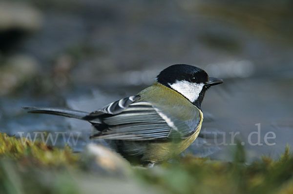 Kohlmeise (Parus major)