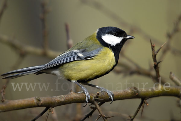 Kohlmeise (Parus major)