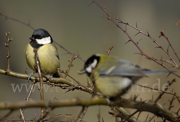 Kohlmeise (Parus major)