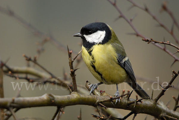 Kohlmeise (Parus major)