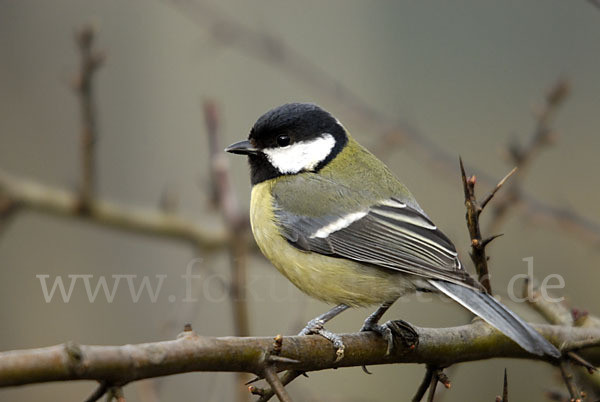 Kohlmeise (Parus major)