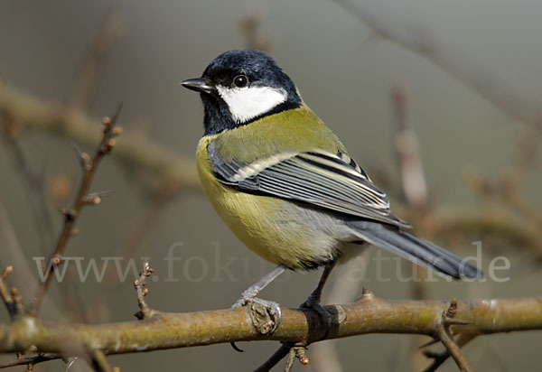 Kohlmeise (Parus major)