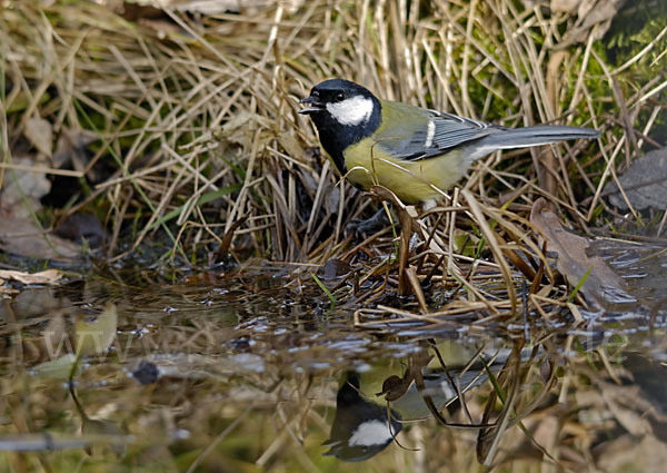 Kohlmeise (Parus major)