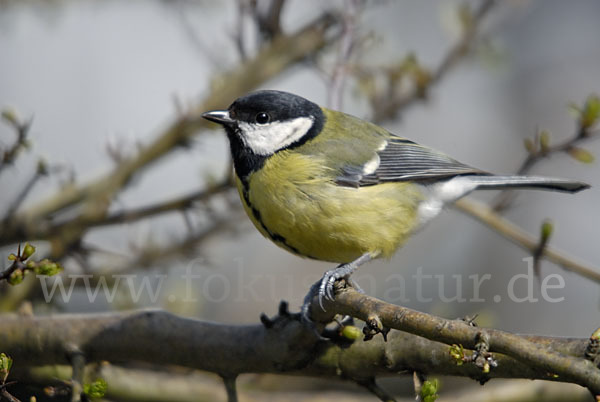 Kohlmeise (Parus major)