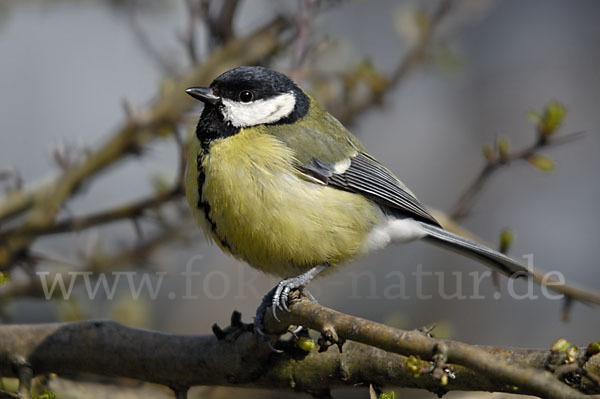 Kohlmeise (Parus major)