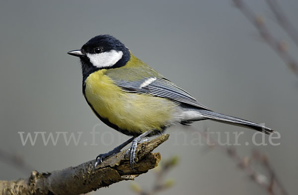 Kohlmeise (Parus major)