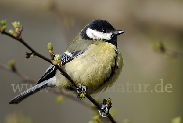 Kohlmeise (Parus major)