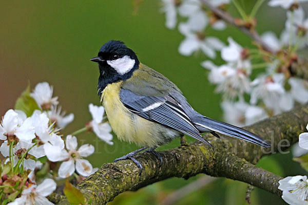 Kohlmeise (Parus major)