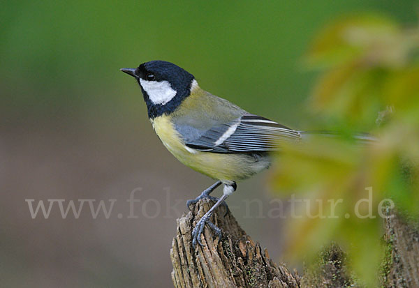 Kohlmeise (Parus major)