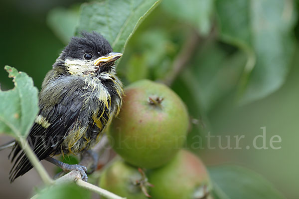 Kohlmeise (Parus major)