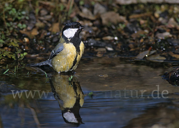 Kohlmeise (Parus major)