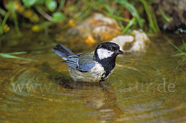 Kohlmeise (Parus major)