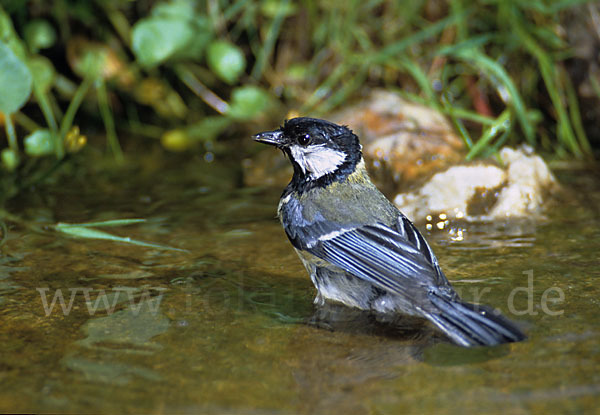 Kohlmeise (Parus major)