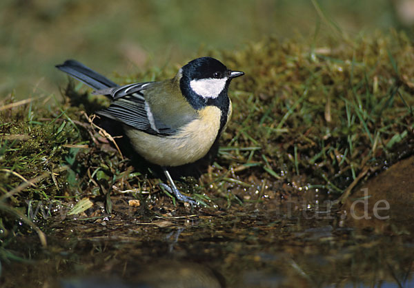 Kohlmeise (Parus major)