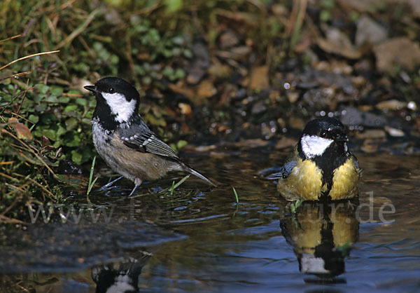 Kohlmeise (Parus major)