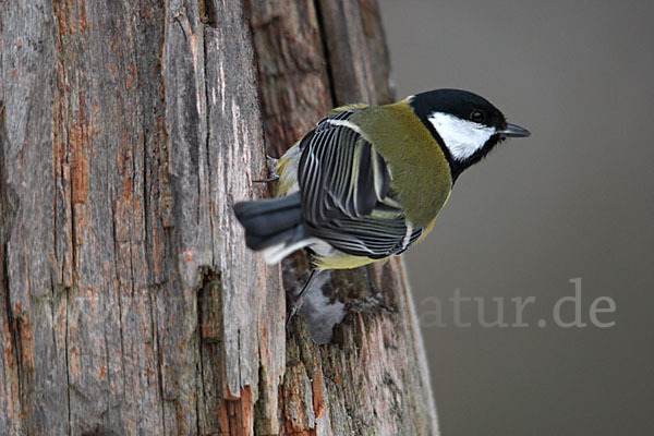 Kohlmeise (Parus major)