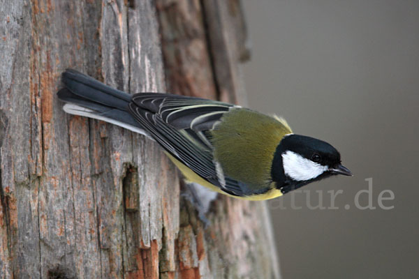 Kohlmeise (Parus major)