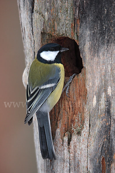 Kohlmeise (Parus major)