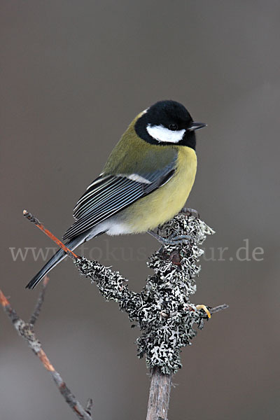 Kohlmeise (Parus major)