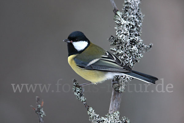 Kohlmeise (Parus major)