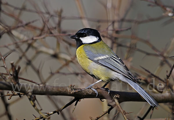 Kohlmeise (Parus major)