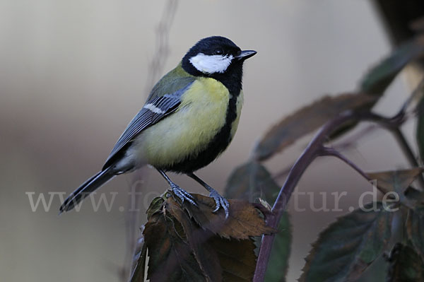 Kohlmeise (Parus major)