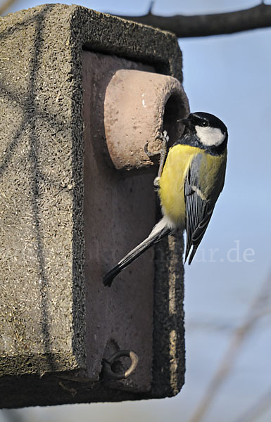 Kohlmeise (Parus major)