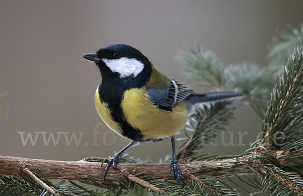 Kohlmeise (Parus major)