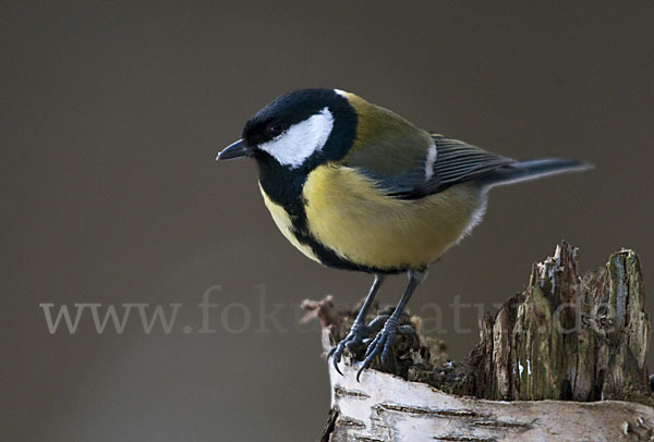 Kohlmeise (Parus major)