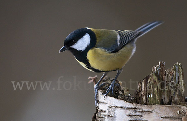 Kohlmeise (Parus major)