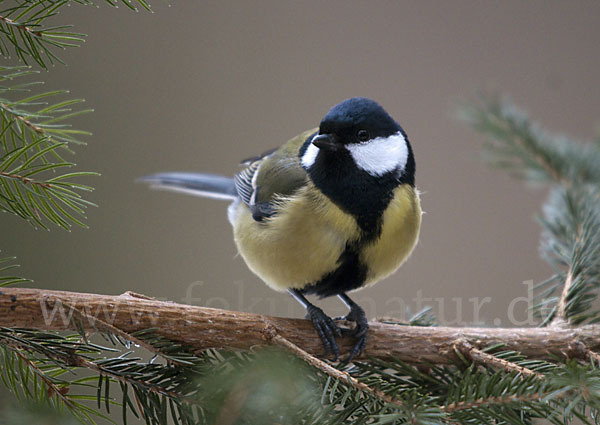 Kohlmeise (Parus major)