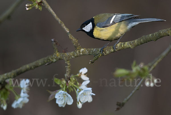 Kohlmeise (Parus major)