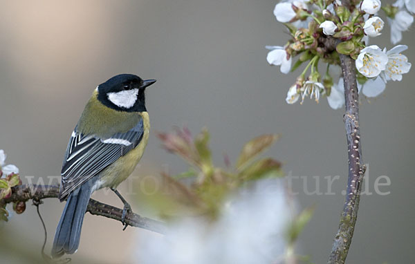 Kohlmeise (Parus major)