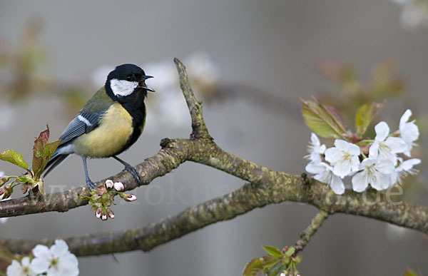 Kohlmeise (Parus major)