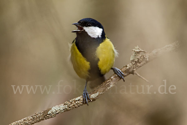 Kohlmeise (Parus major)