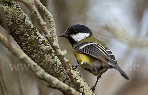 Kohlmeise (Parus major)