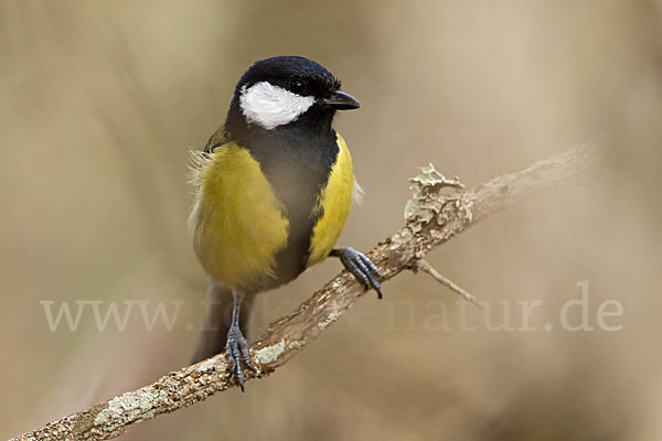 Kohlmeise (Parus major)