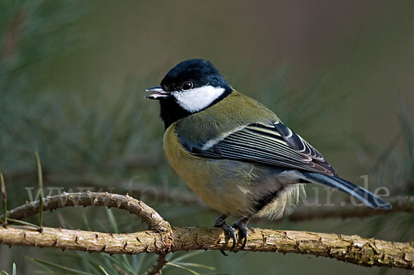 Kohlmeise (Parus major)