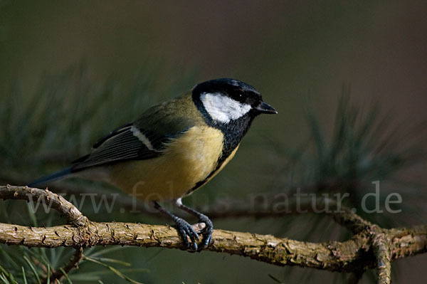 Kohlmeise (Parus major)