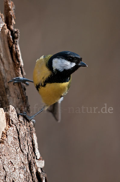 Kohlmeise (Parus major)