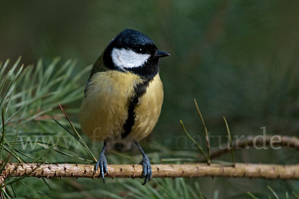 Kohlmeise (Parus major)