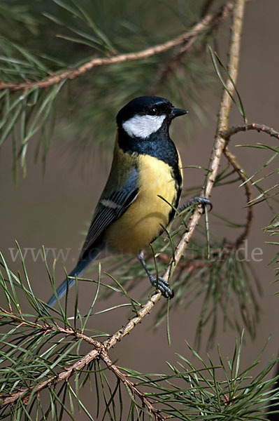 Kohlmeise (Parus major)