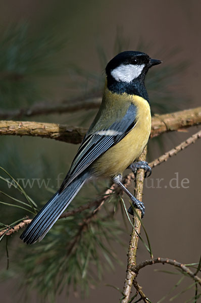 Kohlmeise (Parus major)